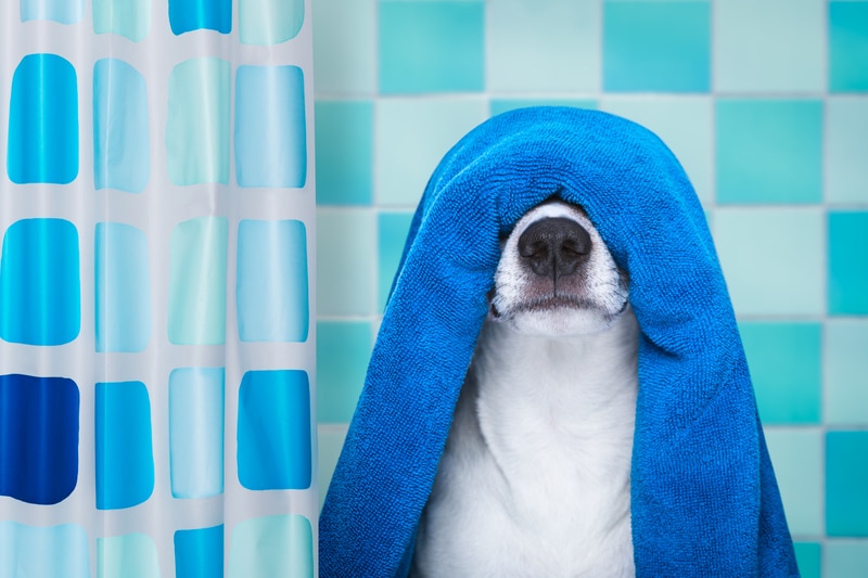 https://www.forceofnatureclean.com/wp-content/uploads/2018/03/dog-by-shower.jpg