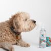 Force of Nature pet safe disinfectant next to dog